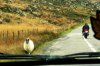 Owieczki na drogach 3 rzdnych